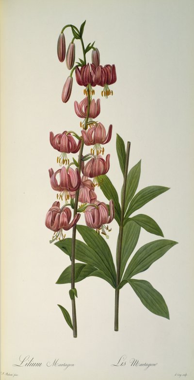 Lilium Martagon, aus `Les Liliacees, 1806 von Pierre Joseph Redouté